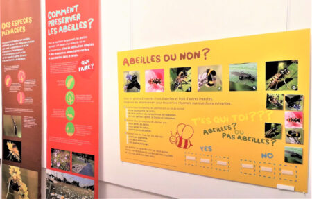Les abeilles sauvages, actrices de la biodiversité et reines de la pollinisation